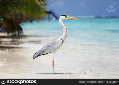 Stork on the ocean coast