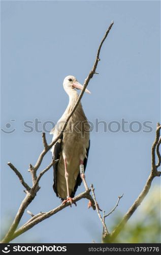 Stork perched in the branches of a tree