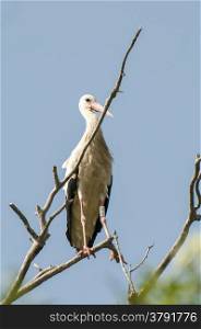 Stork perched in the branches of a tree