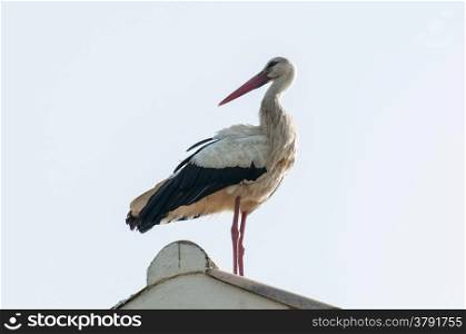 Stork resting on top of the house