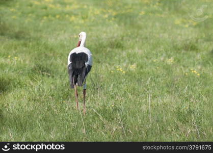 Stork running around the grass field