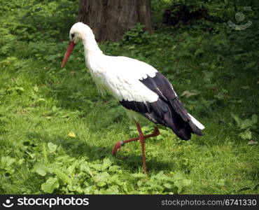 Stork searching for food. Stork searching for food in a forest meadow