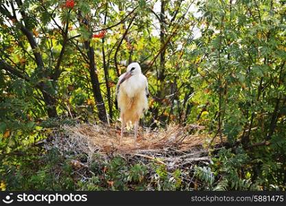 Stork standing in nest under bush of mountain ash