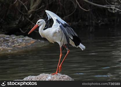 Stork standing on one leg at the pond spreading its wings