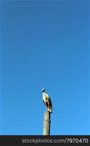 stork standing on the telegraph-pole. stork standing on the telegraph-pole on the background of the blue sky
