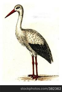 Stork, vintage engraved illustration. From Deutch Birds of Europe Atlas.