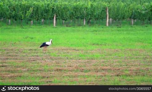 Stork walking in the field
