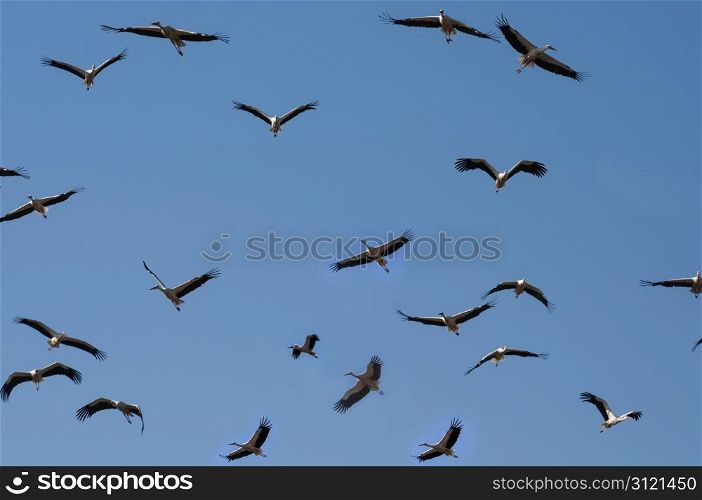 Storks Flying in the Sky