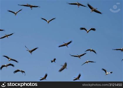 Storks Flying in the Sky