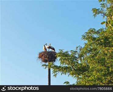 storks in a nest. stork