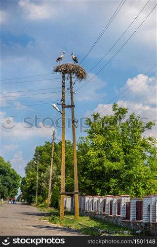 Storks in the nest on the power line.. Storks in the nest .