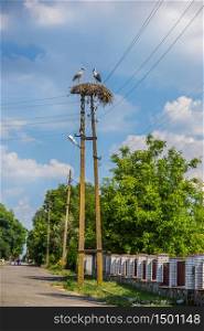 Storks in the nest on the power line.. Storks in the nest .