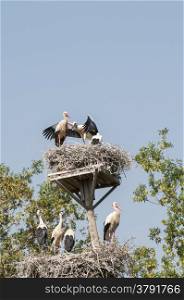 storks in their nests and chicks