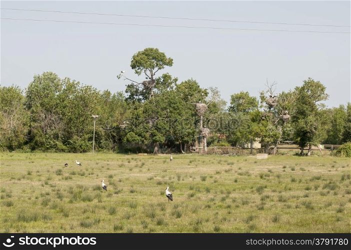 storks in their territory with their nests and their young