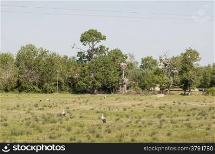storks in their territory with their nests and their young