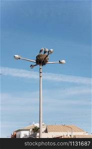 Storks nest on a lamppost in the private sector