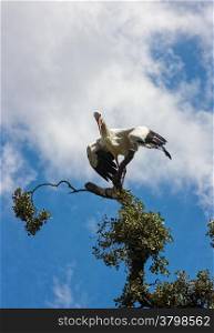 storks on a tree