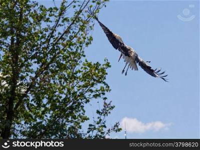 storks on a tree