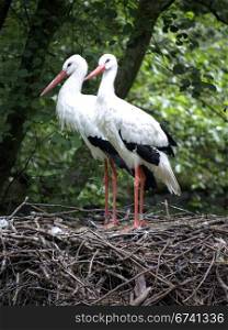 Storks standing on their nest
