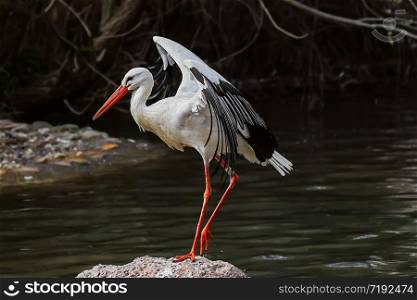 Storks with long, stout bill and long red legs in a natural environment