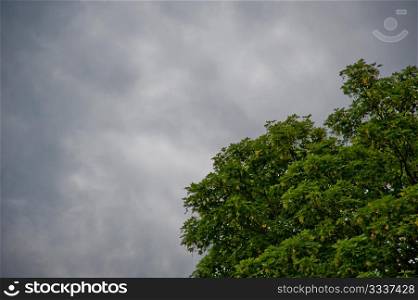 Storm clouds and tree top