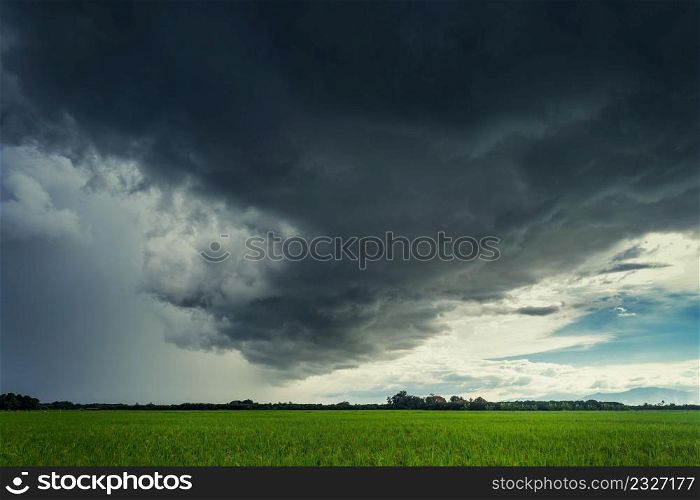 Storm clouds on rice field in rainy season
