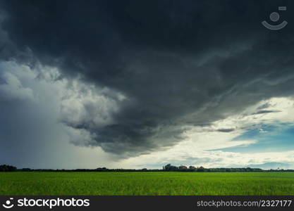 Storm clouds on rice field in rainy season