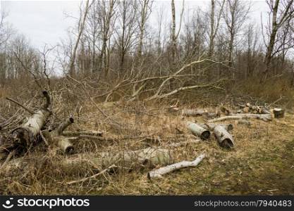 Storm damage in a forest.