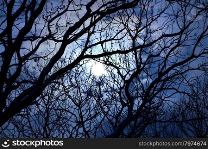 stormy sky and the full moon seen through the bare branches of trees