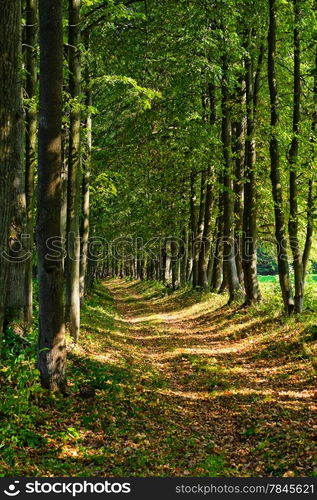 straight path in a dense forest