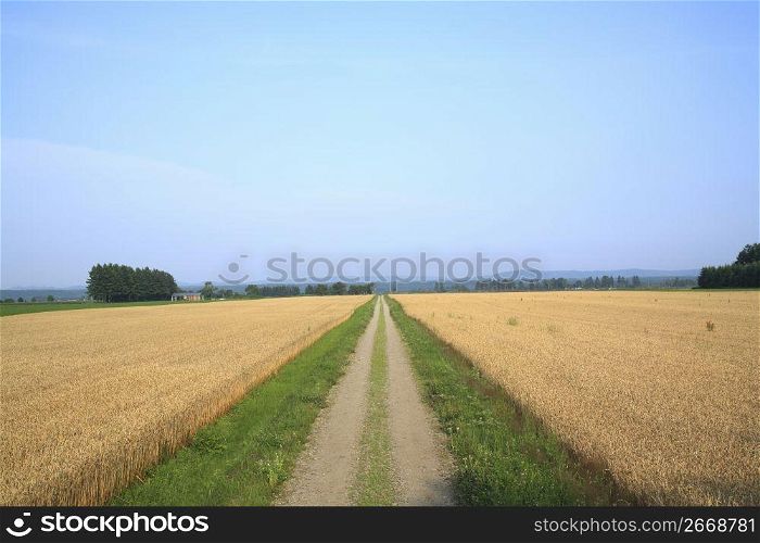 Straight road