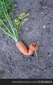 strange carrot