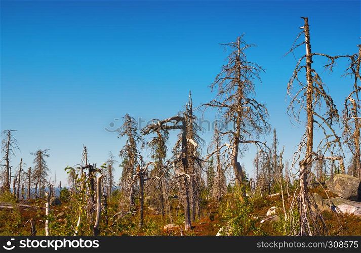 Strange dry dead trees in the nature reserve of mount Vottovaara at summer day. Republic of Karelia, Russia.. Strange Dry Forest