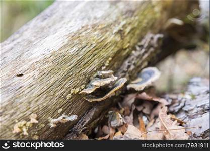 strange mushroom out of a tree