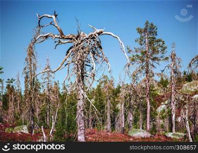 Strange twisted dry dead trees in the nature reserve of mount Vottovaara at summer day. Republic of Karelia, Russia.. Strange Dry Trees