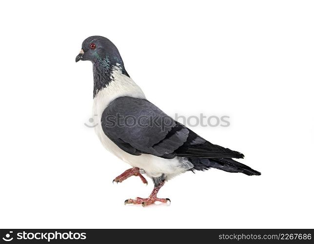 Strasser pigeon in front of white background