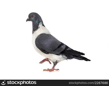 Strasser pigeon in front of white background
