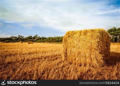 Straw bale on the field in sunshine
