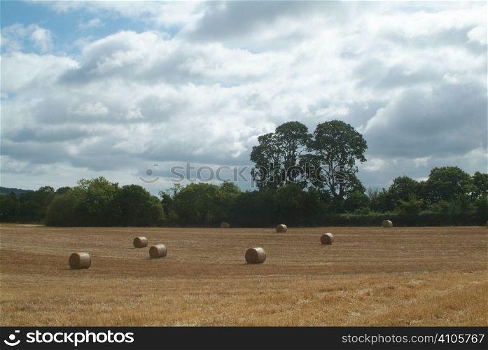 Straw bales harvested in a field