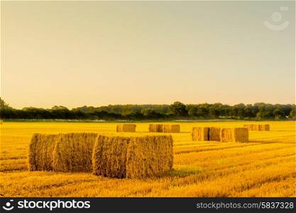 Straw bales in a countryside landscape in the morning