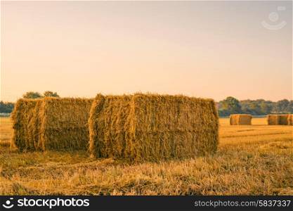 Straw bales on a field in the late summer