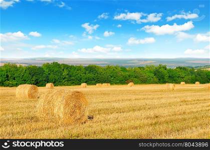 Straw bales on a wheat field and blue sky