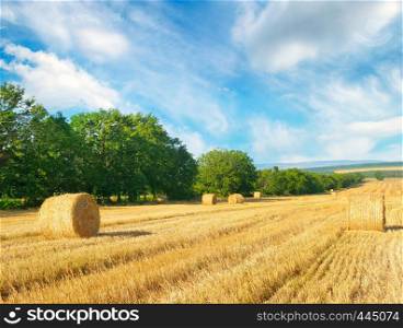 Straw bales on a wheat field and blue sky. Agricultural landscape.