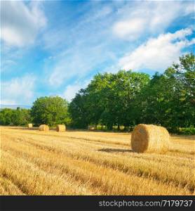 Straw bales on a wheat field and blue sky. Agricultural landscape.