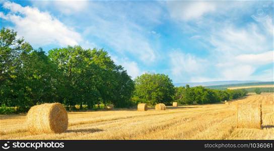 Straw bales on a wheat field and blue sky. Agricultural landscape. Wide photo.