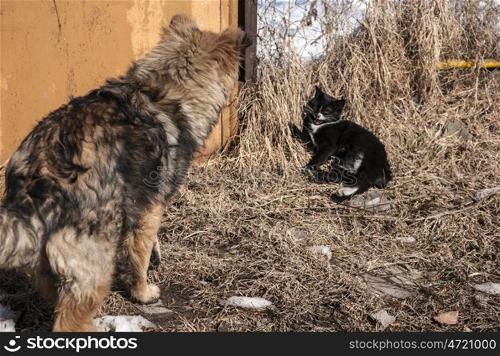 Straw dog and alley cat closeup in conflict in sunny winter day