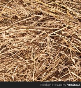 Straw dry deposition is a lot after the harvest of agricultural crops from the field.