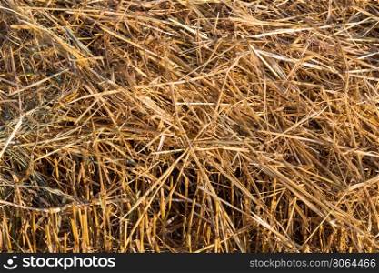 Straw farmland summer fields as a background