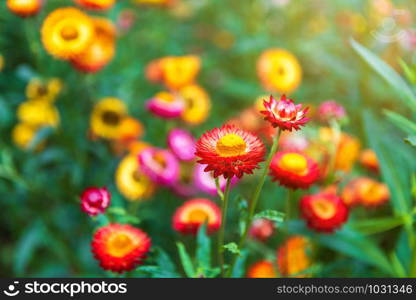 Straw flower of colourful beautiful on green grass nature in a spring garden.