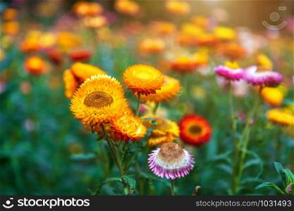 Straw flower of colourful beautiful on green grass nature in a spring garden.